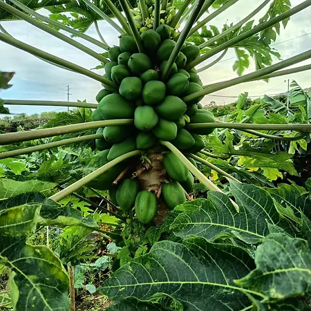 The Goat's Place Iii