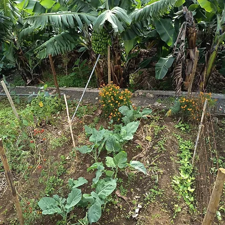 The Goat's Place Iii