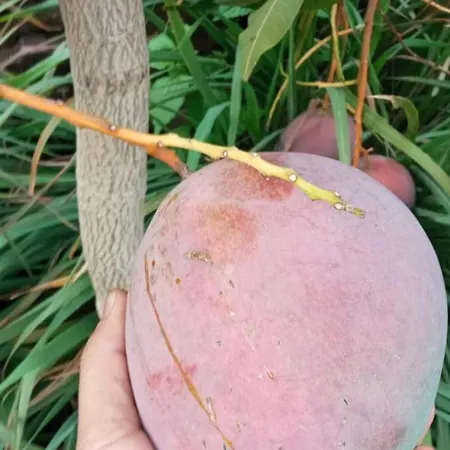 The Goat's Place Iii