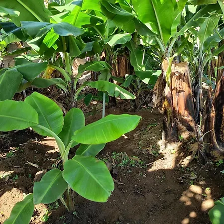 Villa The Goat's Place Iii *