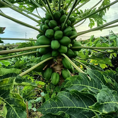 Villa The Goat's Place Iii