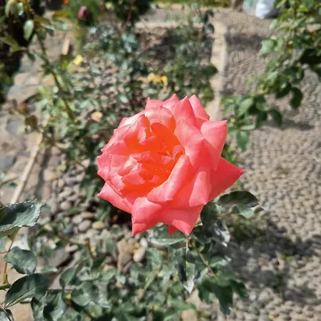 The Goat's Place Iii *