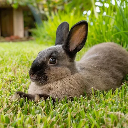 别墅 The Goat's Place Iii *