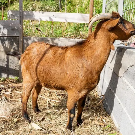 The Goat's Place Iii Villa