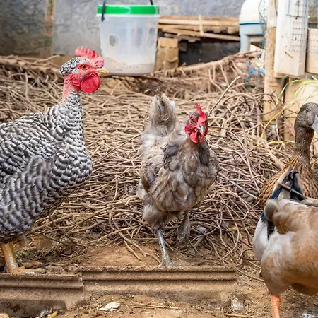 The Goat's Place Iii * Gaula