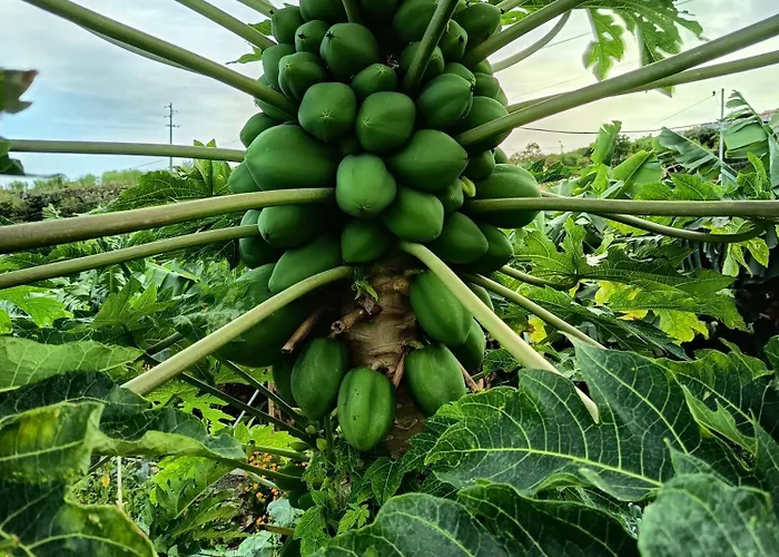 The Goat's Place Iii