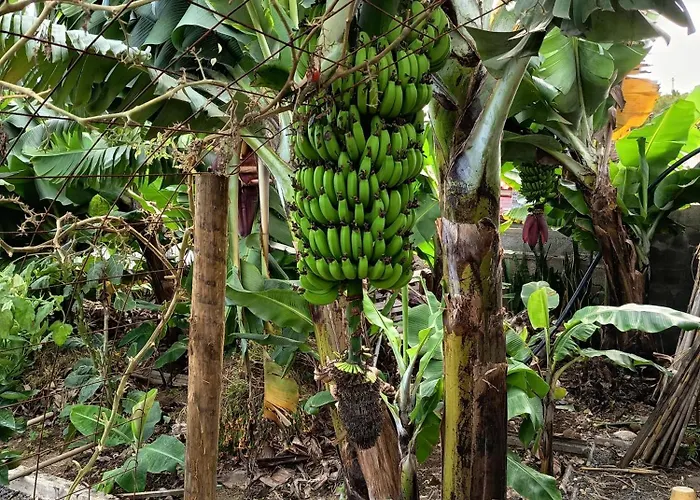 The Goat's Place Iii 别墅 加乌拉