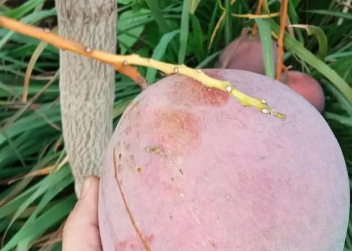 The Goat's Place Iii