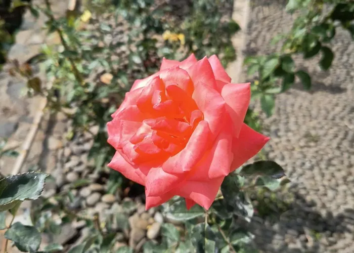 The Goat's Place Iii *