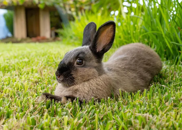 别墅 The Goat's Place Iii *