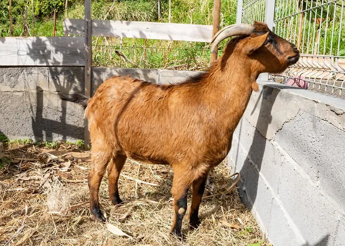 The Goat's Place Iii 别墅