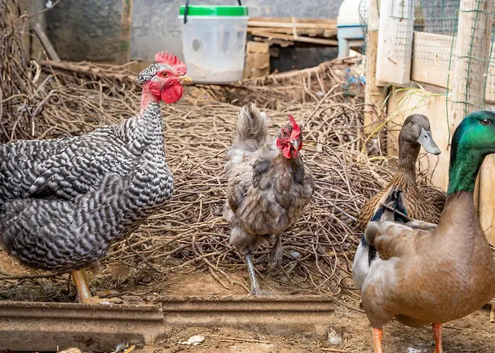 The Goat's Place Iii * 加乌拉