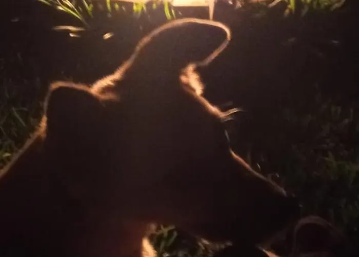 The Goat's Place Iii *