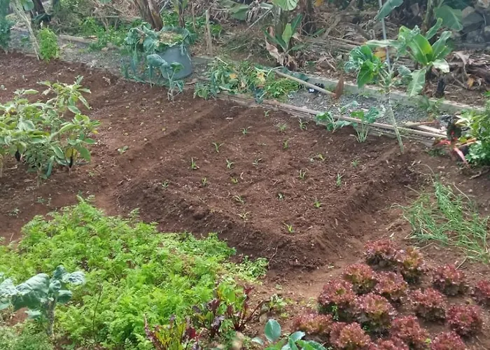 The Goat's Place Iii * 加乌拉